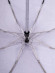 Зонт женский Diniya, 210 картинки